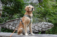 Bailey im September 2o25 mit 6 Jahren