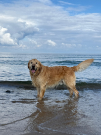 Carlie im September 2o25 mit über 5 Jahren