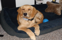 «Fiete» im Februar 2o26 zum 3. Geburtstag