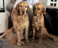 «Gertrud» (rechts, 3 ½ Jahre) und Halbschwester «Frida» (8 ½Jahre, Wurf-A) im April 2o26