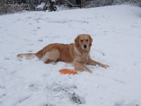 «Alva» im Januar 2o26 mit 1 ½ Jahren