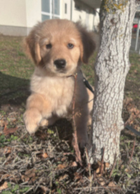 «Nilo» Mitte Dezember 2o25 mit 12 Wochen