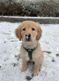 «Nilo» Anfang Januar 2o26 mit 15 Wochen