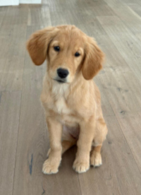 «Mathilda» im Januar 2o26 mit ca. 15 Wochen