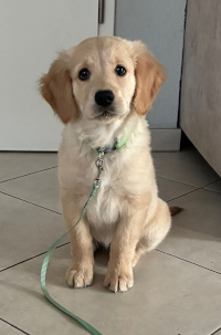 «Bonnie» Mitte Dezember 2o25 mit etwas 13 Wochen