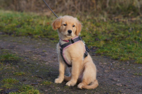 «Gretel» im Januar 2o26 mit 3 ½ Monaten