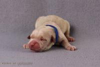 15. April 2o26 | ein Tag nach Wurftag | 1. Woche