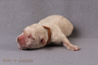 15. April 2o26 | ein Tag nach Wurftag | 1. Woche