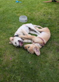 «Nala» und Bruder «Leo» im August 2o26 mit 4 Monate