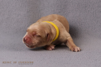 15. April 2o26 | ein Tag nach Wurftag | 1. Woche