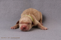 15. April 2o25 | ein Tag nach Wurftag | 1. Woche