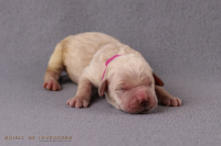 15. April 2o26 | ein Tag nach Wurftag | 1. Woche