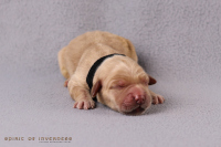 15. April 2o26 | ein Tag nach Wurftag | 1. Woche