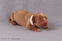 15. April 2o26 | ein Tag nach Wurftag | 1. Woche